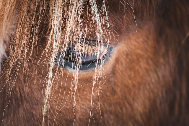 Equine assisted therapy in Amarillo