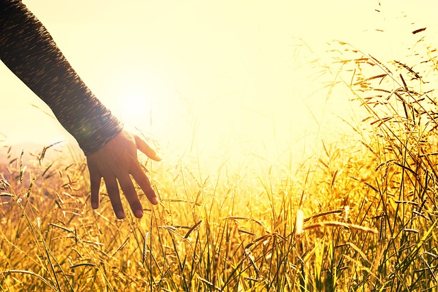 Hand brushing while walking through a meadow of corn. Relax using the Rosen Method